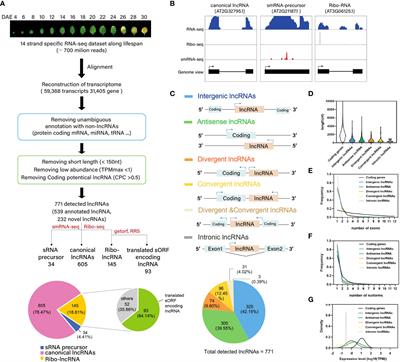 Dynamic landscape of long noncoding RNAs during leaf aging in Arabidopsis